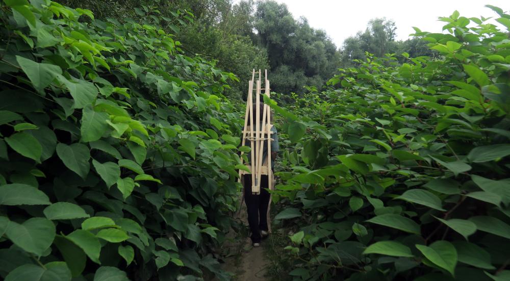A person walking between plants with an easel on their back
